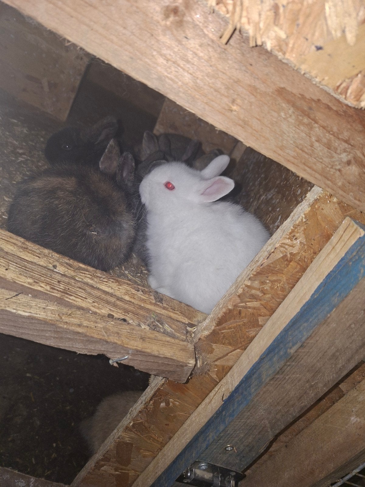 lapin nain à vendre, Animaux & Accessoires, Lapins, Plusieurs animaux, Nain, 0 à 2 ans