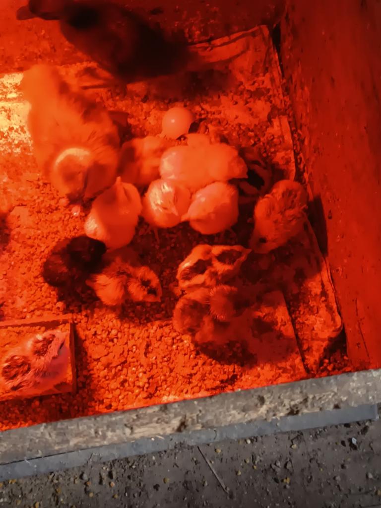 Kuikentjes, Dieren en Toebehoren, Pluimvee