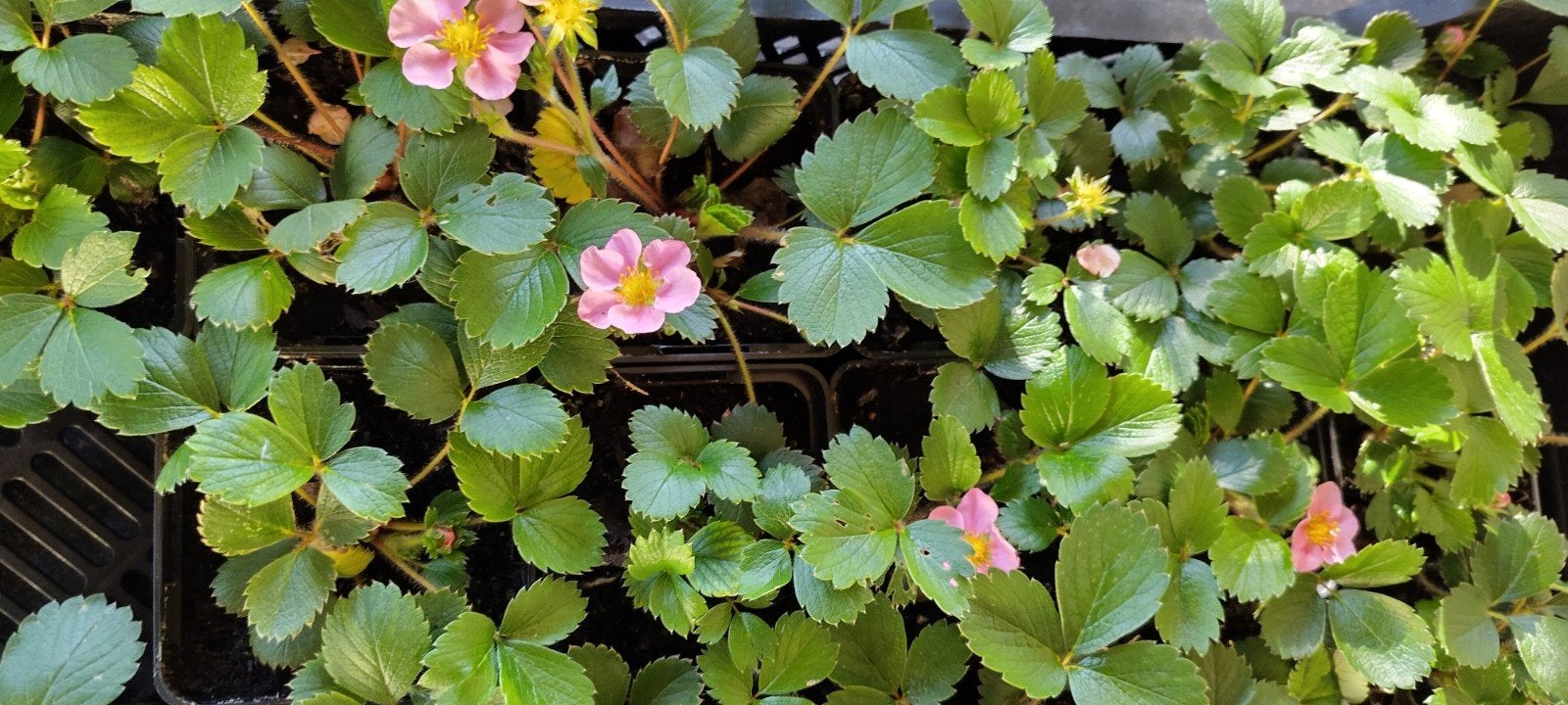 aardbei plantjes, Ophalen