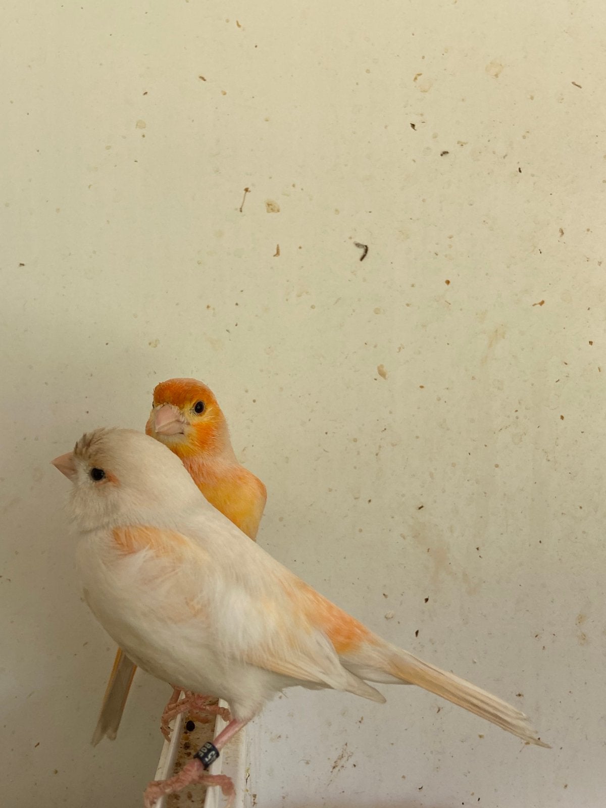 Kanarie koppel rood mozaiek van 25, Dieren en Toebehoren, Vogels | Overige Vogels, Meerdere dieren, Geringd