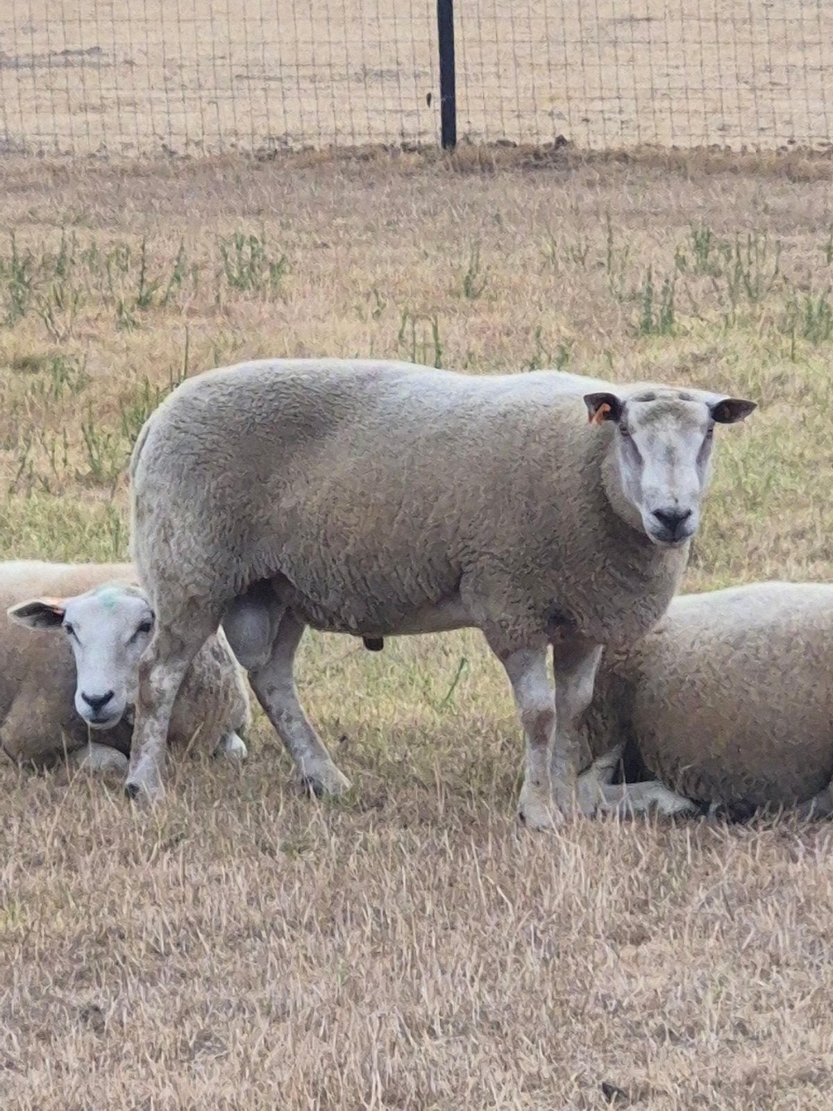 2 dekrammen, Dieren en Toebehoren, Schapen, Geiten en Varkens