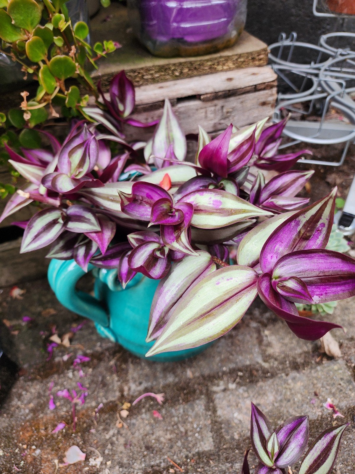 plant, Tuin en Terras, Bloembollen en Zaden, Ophalen