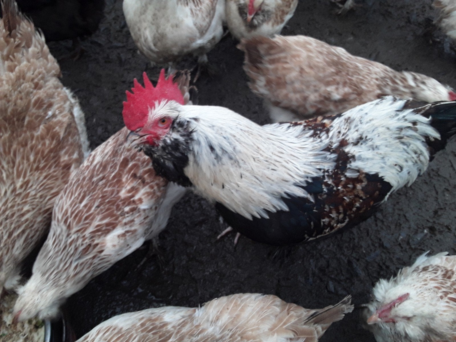 Duitse faverolle groothoen, Dieren en Toebehoren