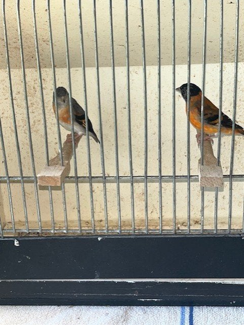 sijzen, Meerdere dieren, Wildzangvogel, Geringd