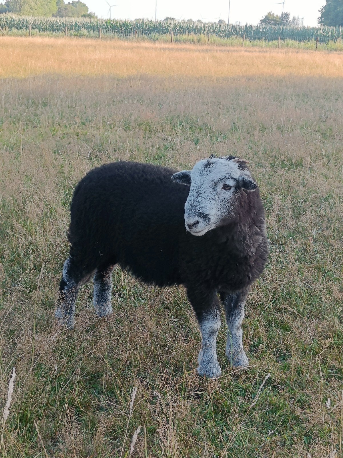 Herdwick rammetjes, Dieren en Toebehoren, Mannelijk, Schaap, 0 tot 2 jaar