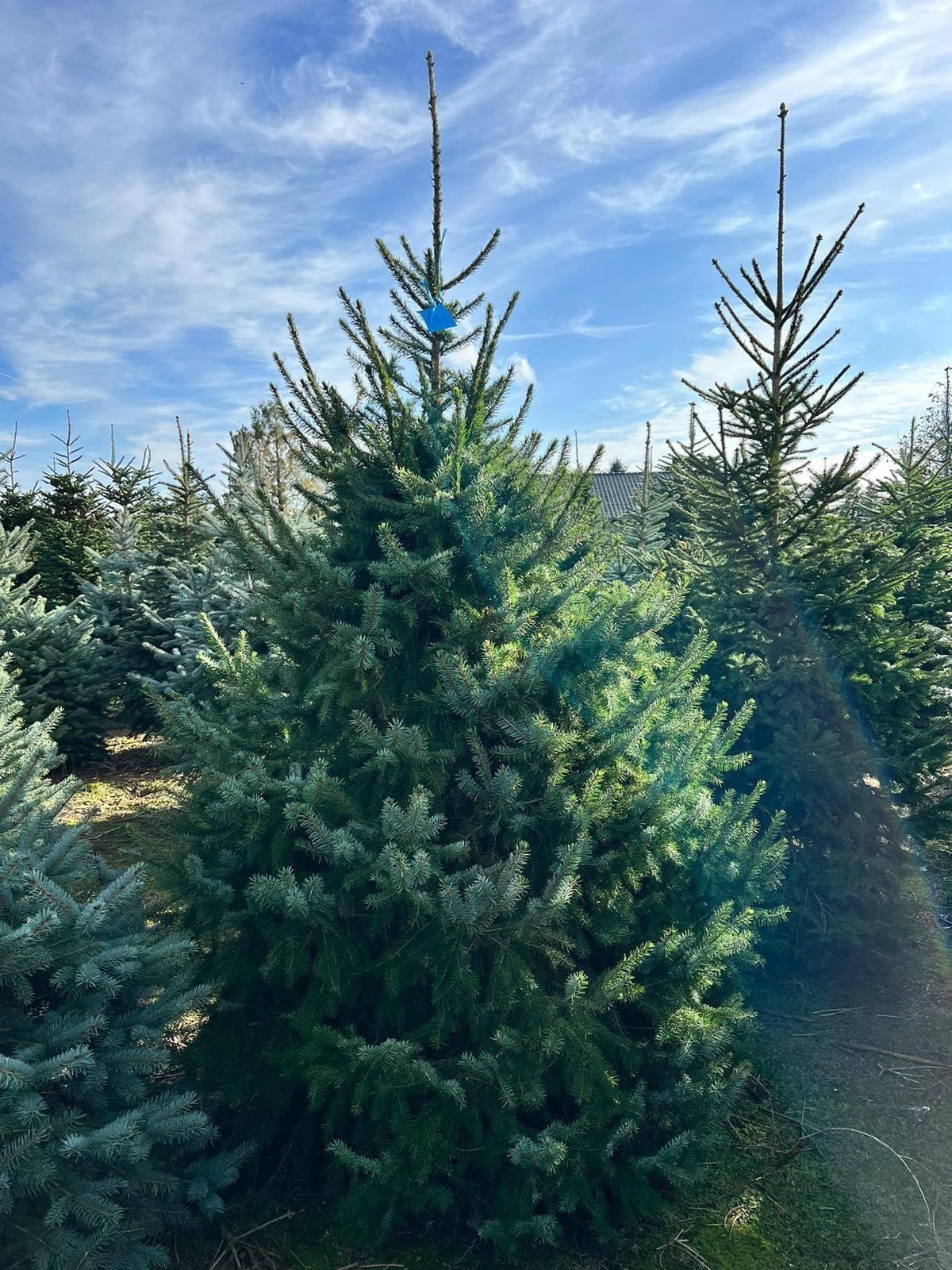 Kerstbomen, Tuin en Terras, Ophalen, In pot