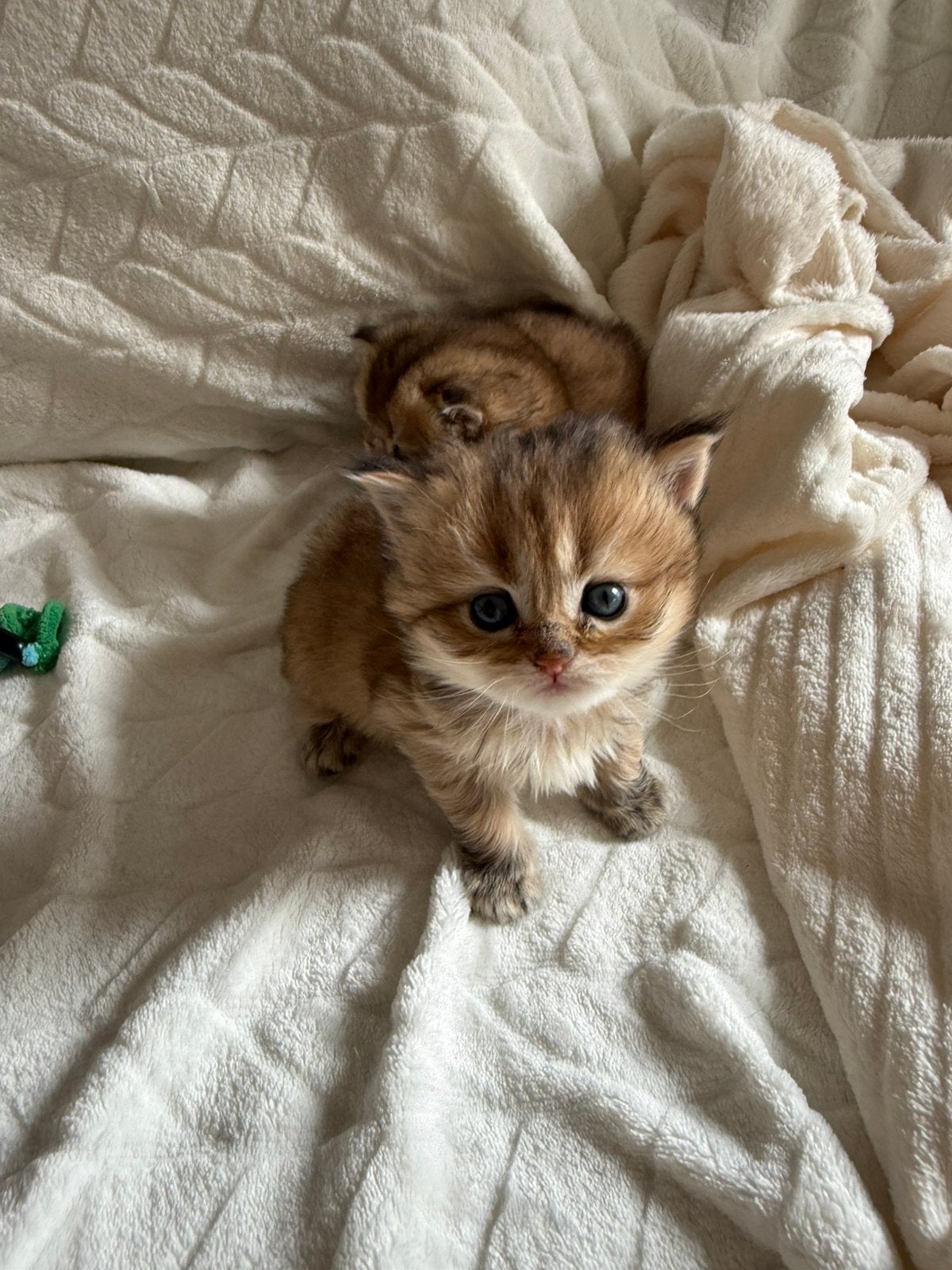 Britse korthaar kittens, Dieren en Toebehoren, Katten en Kittens | Raskatten | Korthaar, Meerdere dieren, Met stamboom, 0 tot 2 jaar