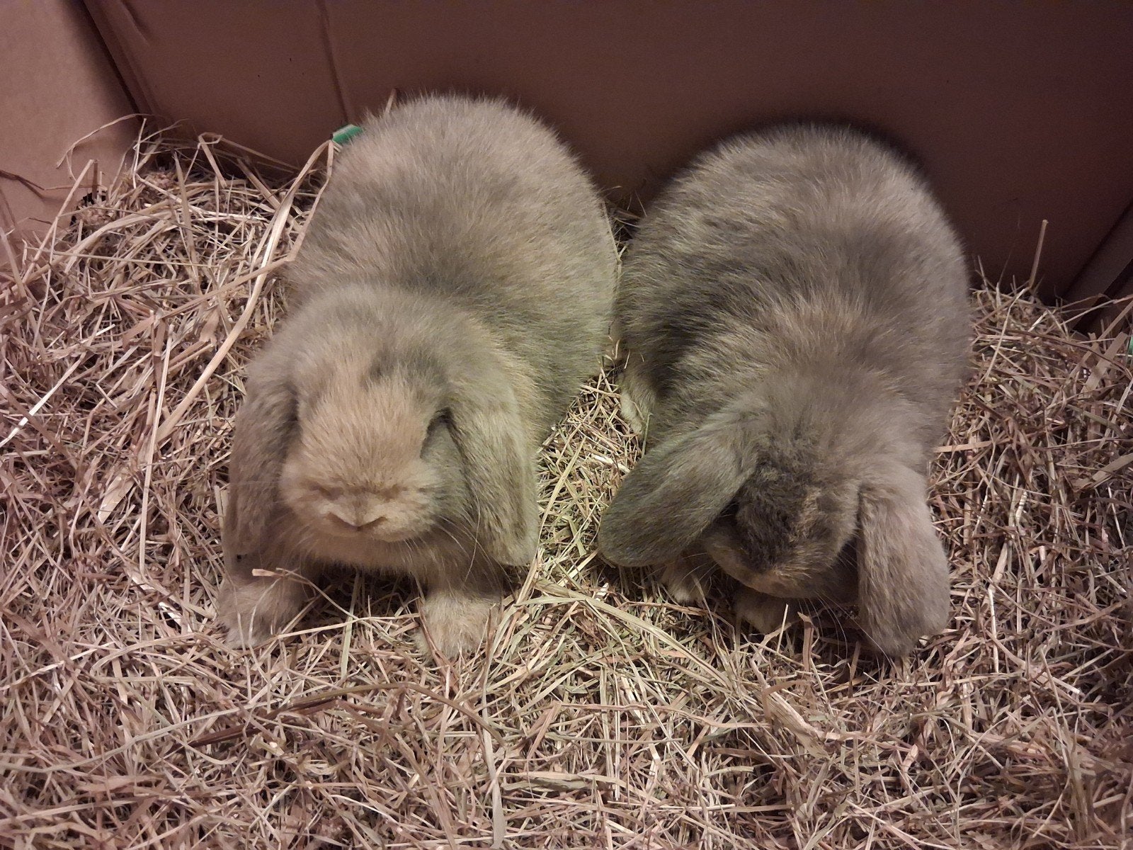 nederlandse hangoor, Mâle, Nain, Oreilles tombantes, 0 à 2 ans