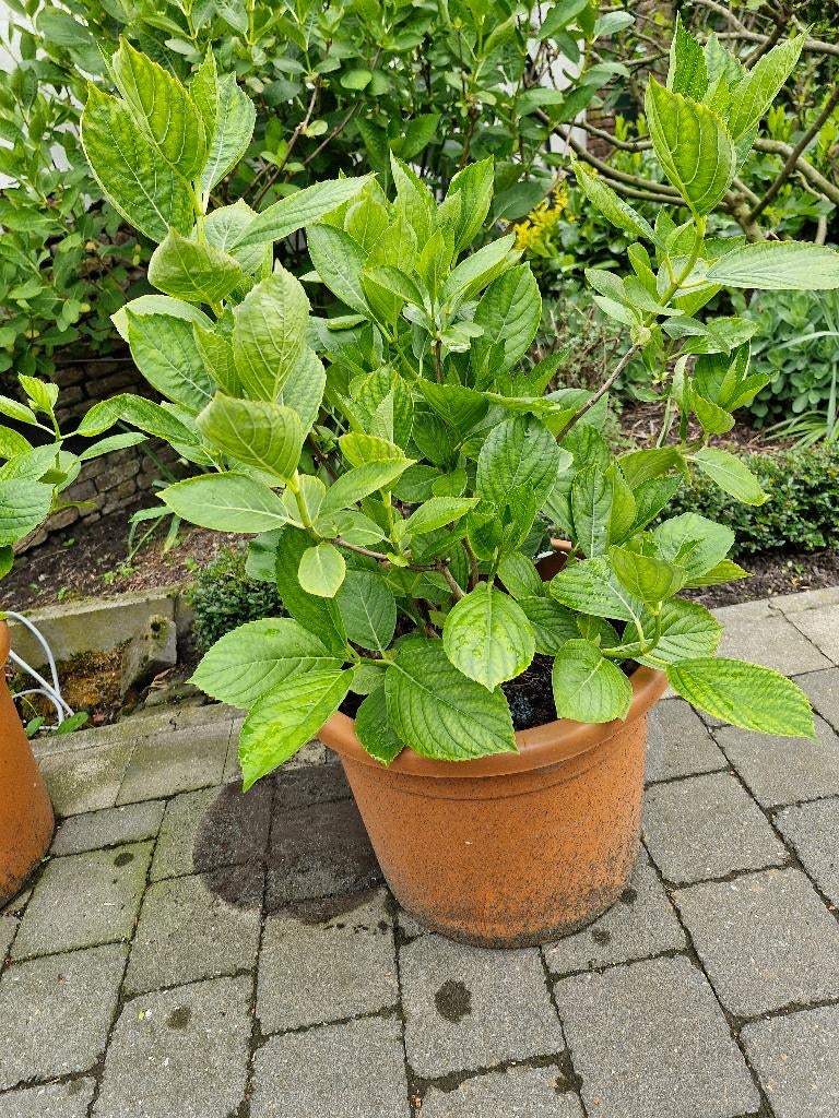 Hortensia, Autres espèces, Été, Enlèvement, Plante fixe