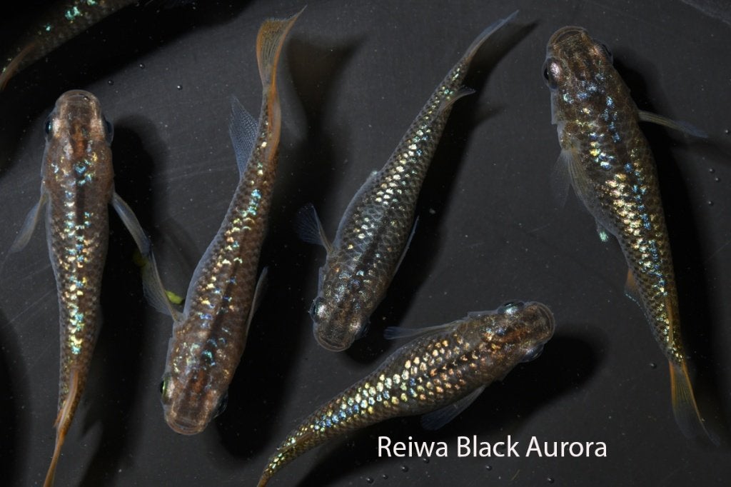 Medaka Egg's Saphire/Reiwa Black / Yozakura Yellow..., Animaux & Accessoires, Poissons | Poissons d'aquarium