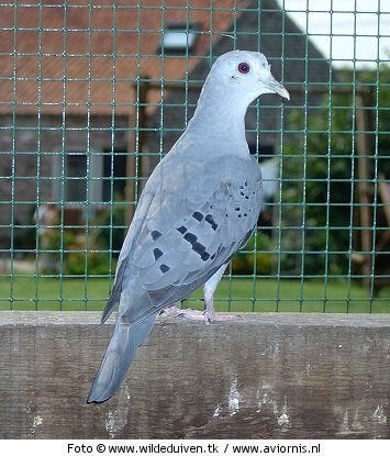 duiven Blauwe Grondduiven, Dieren en Toebehoren