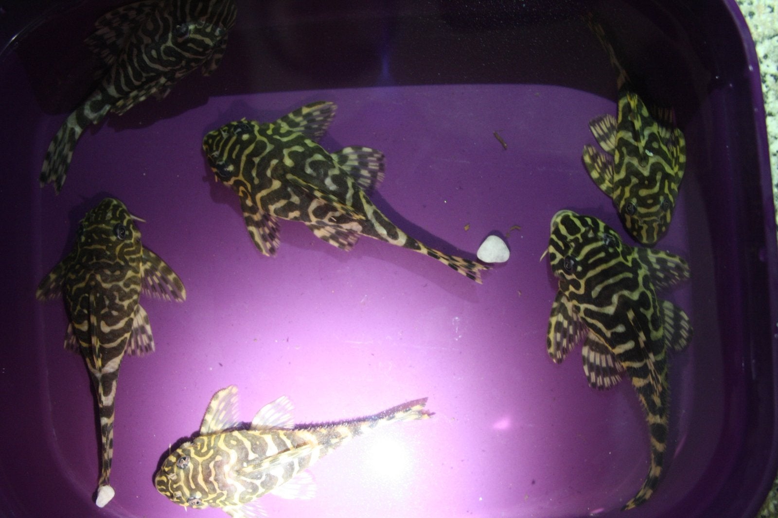 L134 Peckoltia Compta