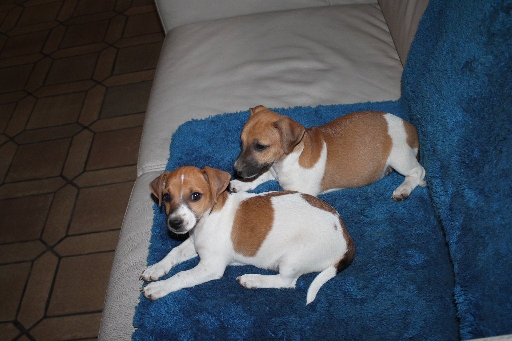 jack russell, Chien (mâle), Hépatite contagieuse (maladie de Rubarth), Belgique, 8 à 15 semaines