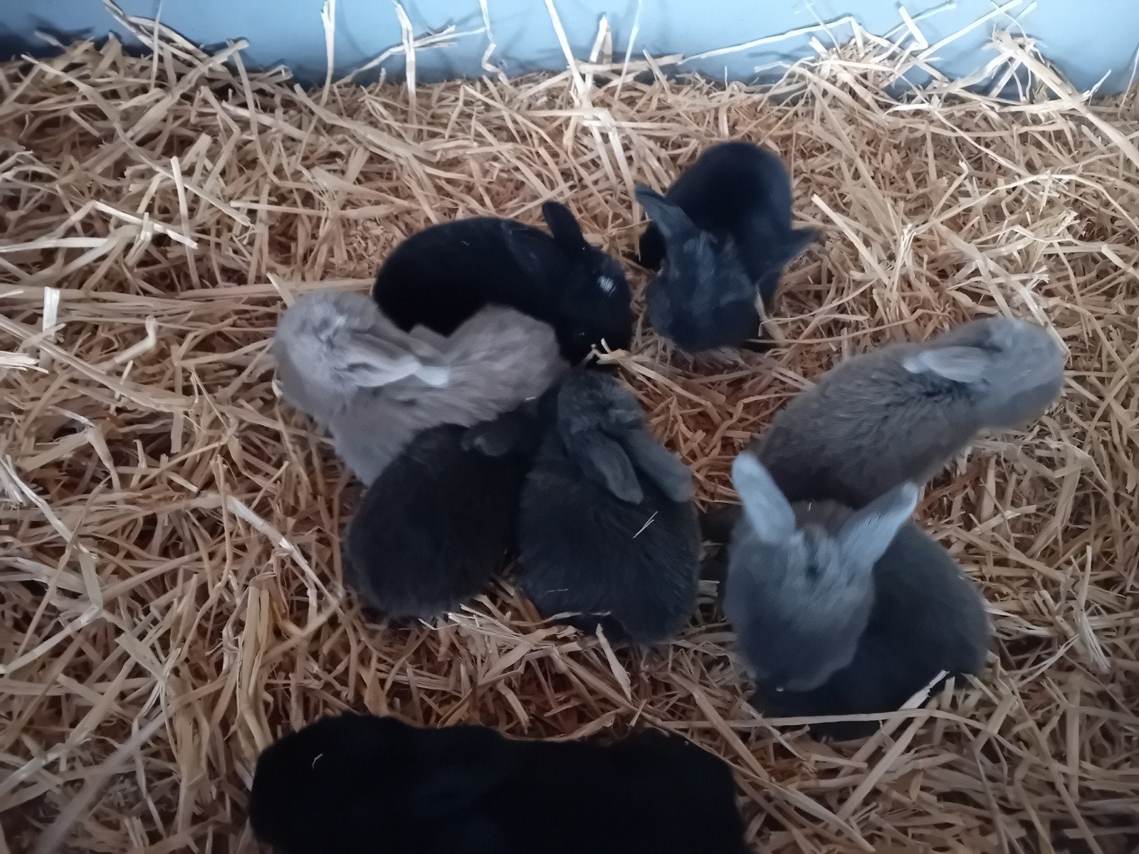 Franse hangoortjes te reserveren, Plusieurs animaux, Grand, Oreilles tombantes
