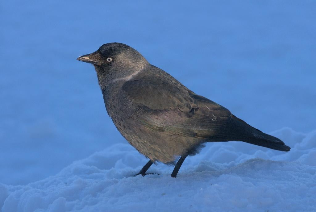 nestkuiken kauw gezocht, Geslacht onbekend, Roofvogel
