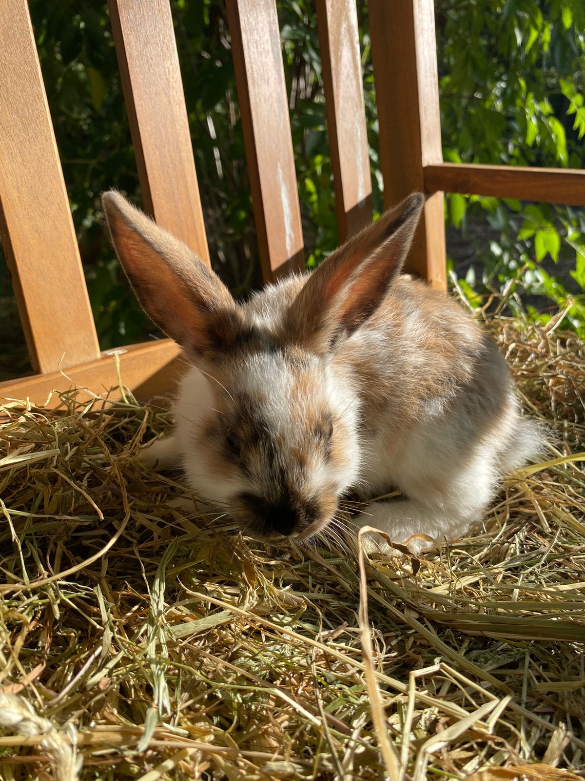 Dwergkonijn - mannetje, Dieren en Toebehoren, Mannelijk, Dwerg, 0 tot 2 jaar