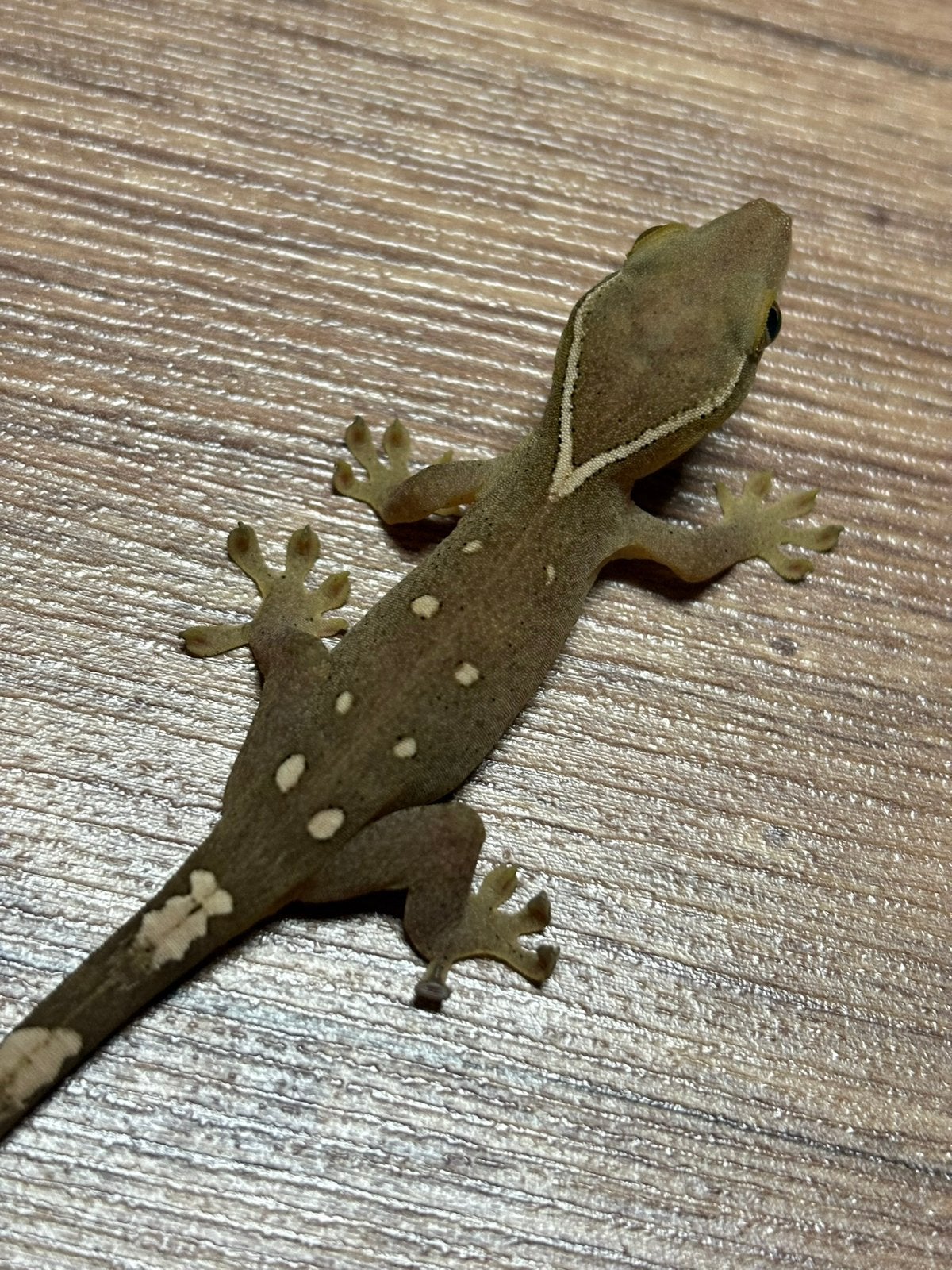 Sarasinorum gekko’s, Animaux & Accessoires, Reptiles & Amphibiens, Lézard, Domestique, 0 à 2 ans