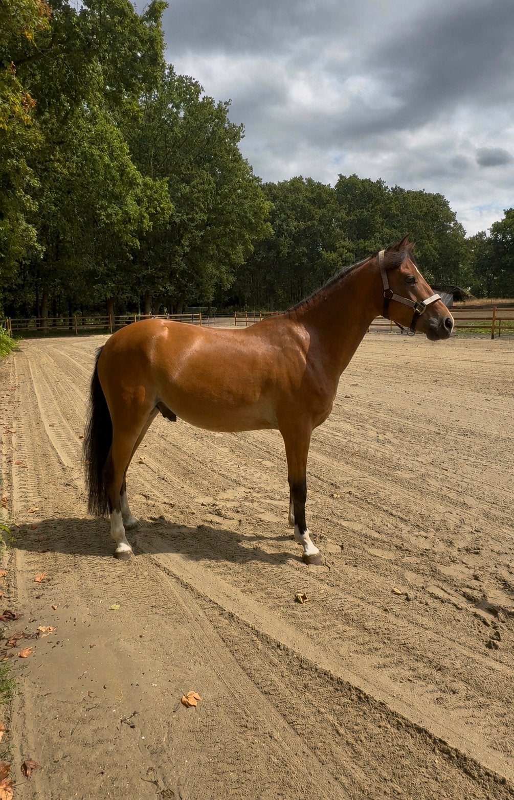 Prachtige en brave NRPS ruin!, Dieren en Toebehoren, Ruin, C pony (1.27m tot 1.37m), Met stamboom, 3 tot 6 jaar