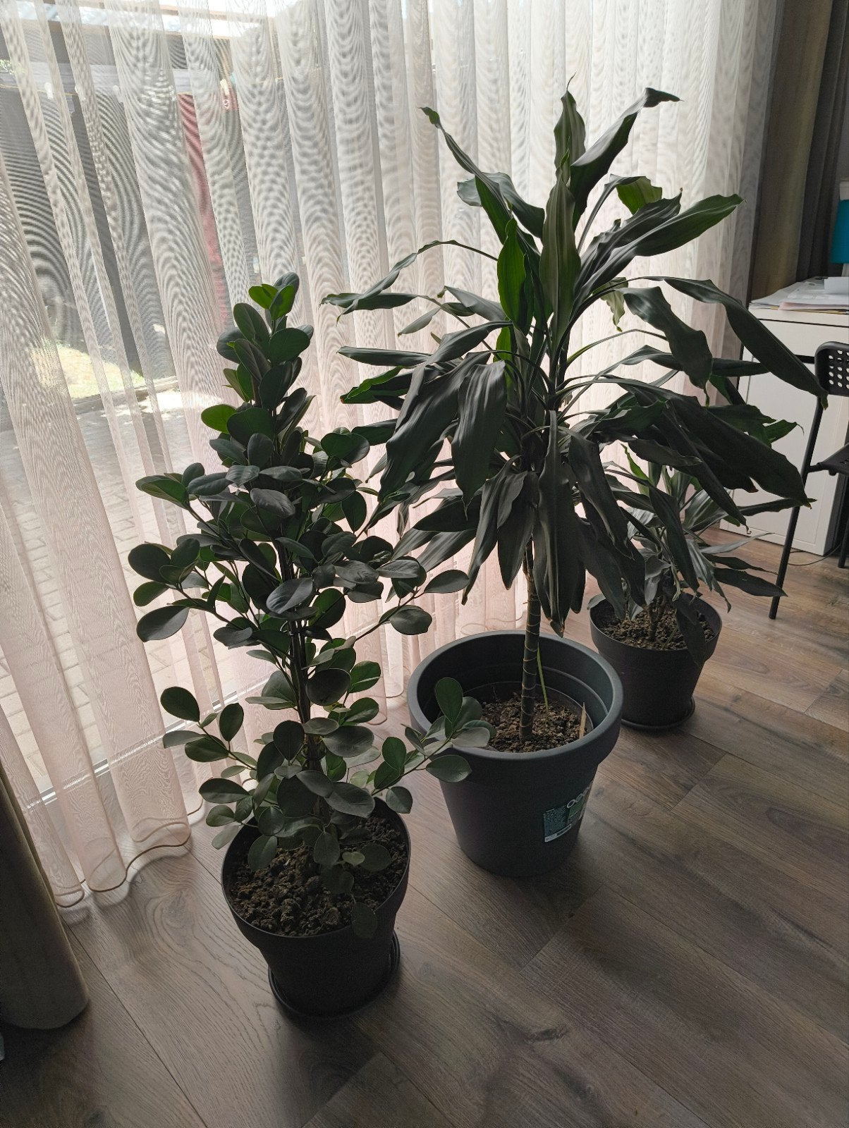 3 kamerplanten, Groene kamerplant, Ophalen, Halfschaduw