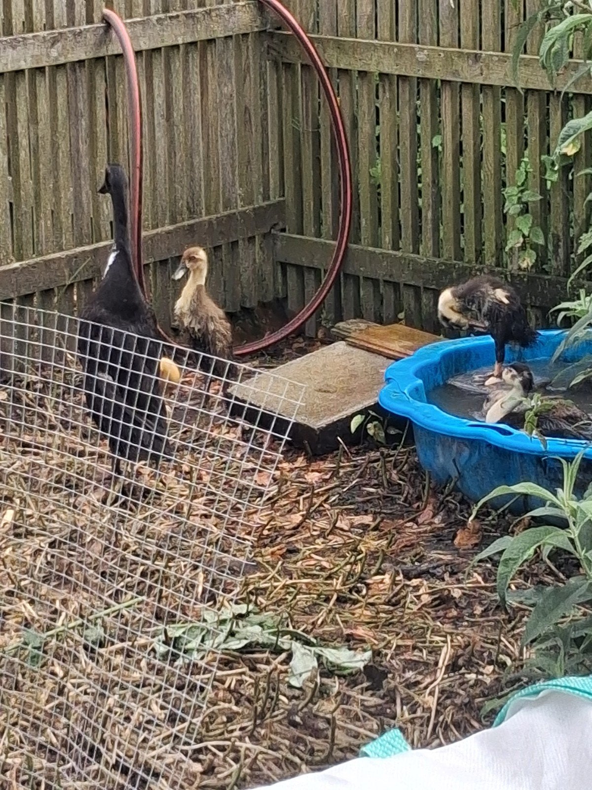 Mooie loopeendjes uit natuurbroed, Dieren en Toebehoren, Pluimvee
