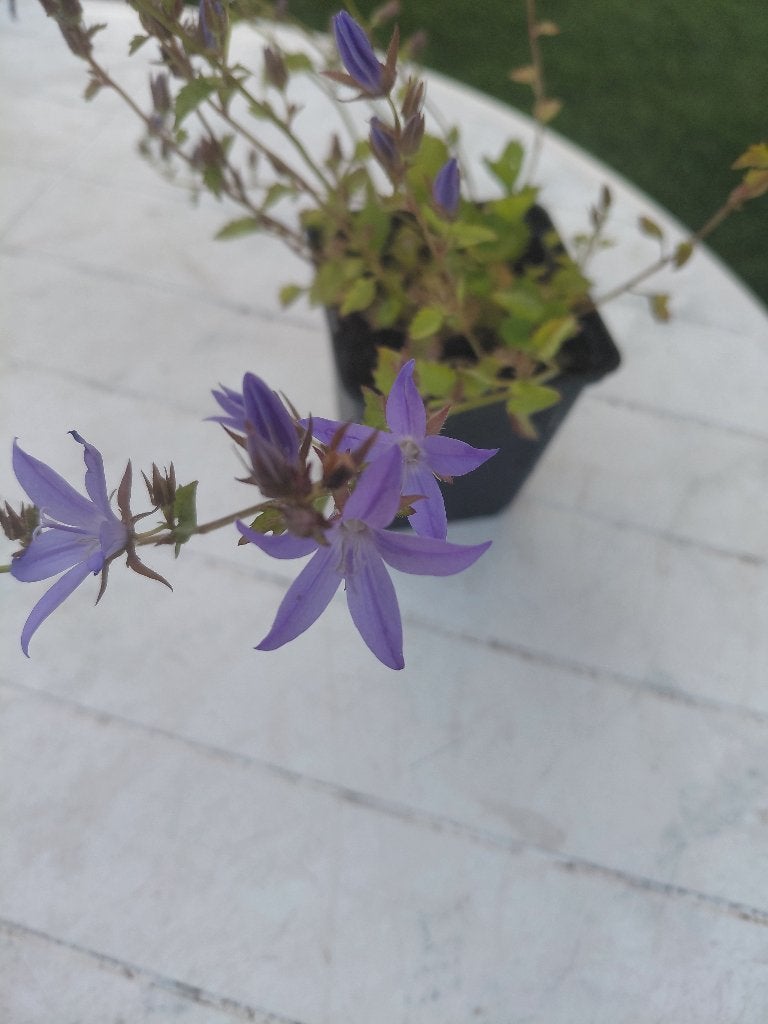 Campanula Poscharskyana, Ophalen, Halfschaduw