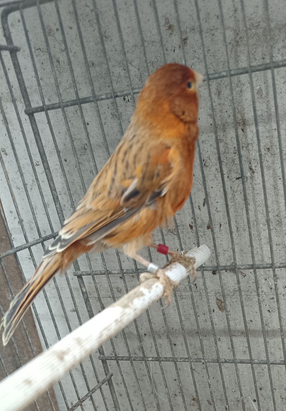 Kanarie, Dieren en Toebehoren, Vogels | Kanaries
