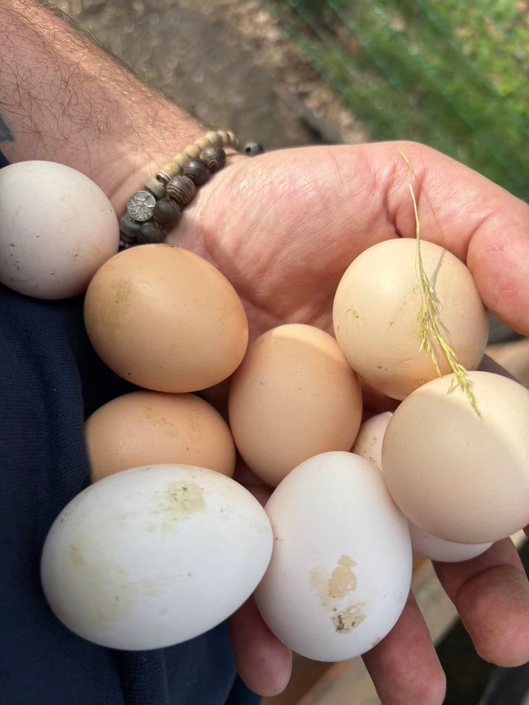 Broedeieren cochin kriel, kleurmix