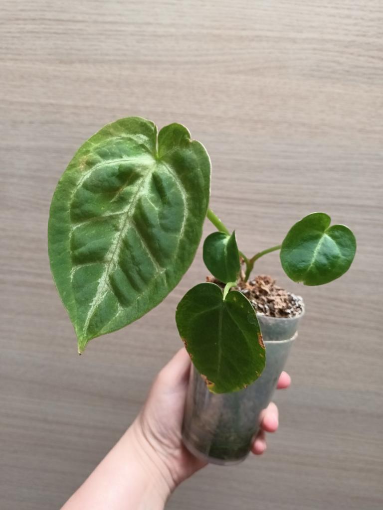 Anthurium papillilaminum x warocqueanum, Enlèvement ou Envoi