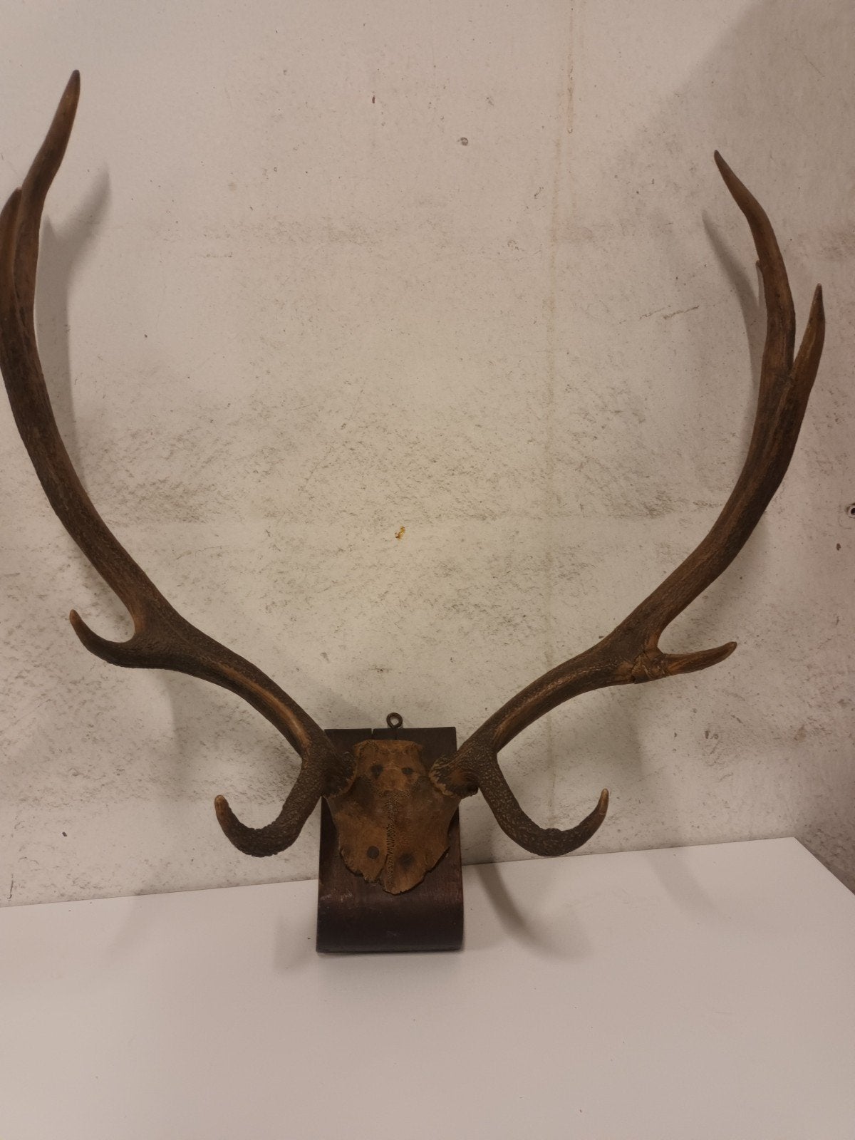Prachtig groot Edelhert gewei op houten schild, Ophalen