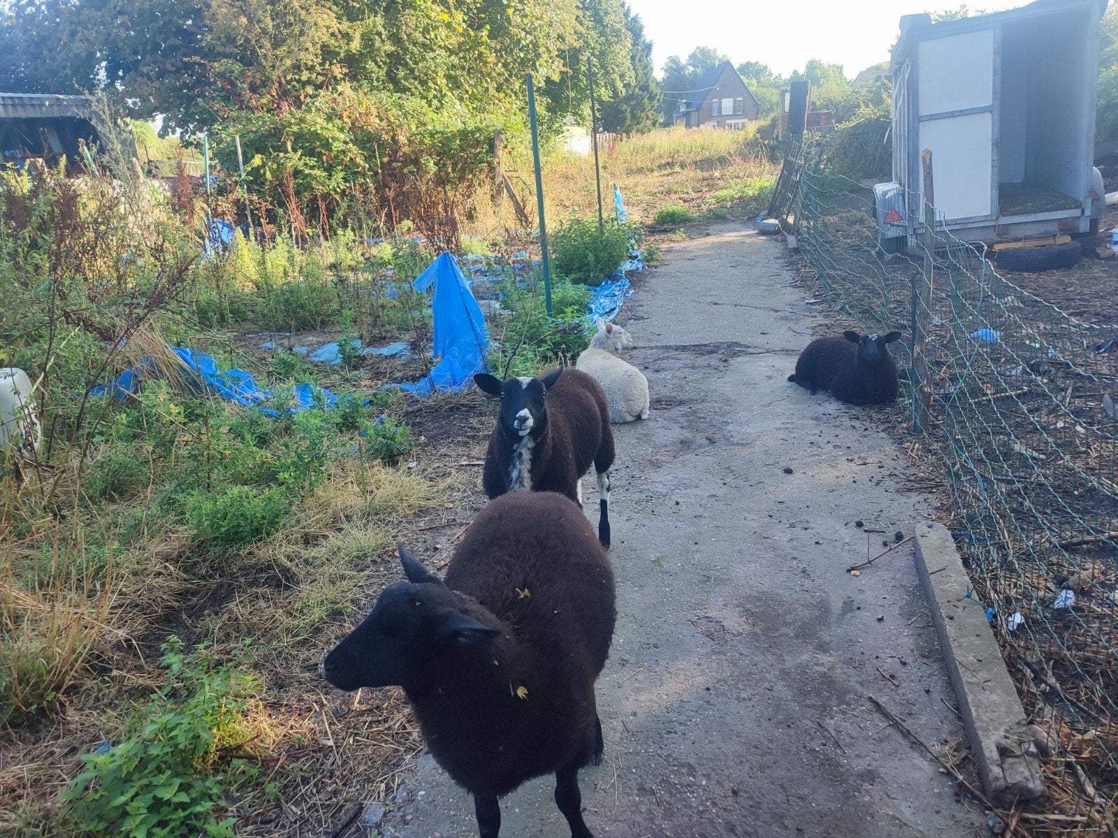 schapen te koop, Dieren en Toebehoren, Schapen, Geiten en Varkens, Meerdere dieren, 0 tot 2 jaar