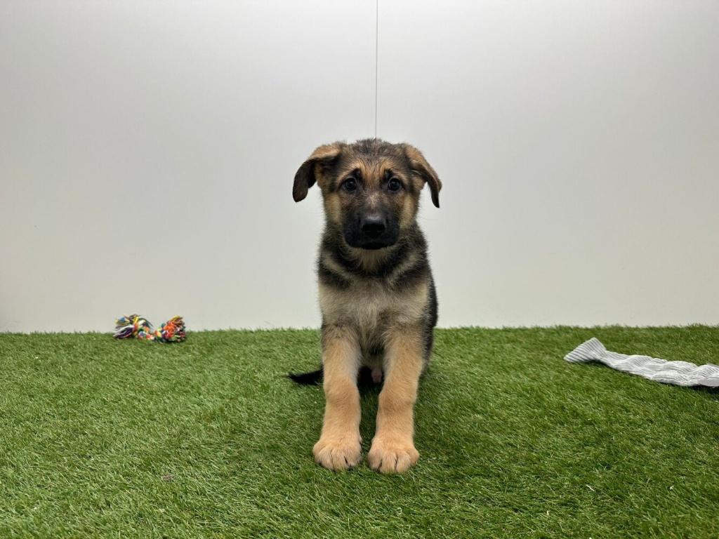Kruising Duitse Herder pups - korthaar, Parvo, België, 8 tot 15 weken, Meerdere