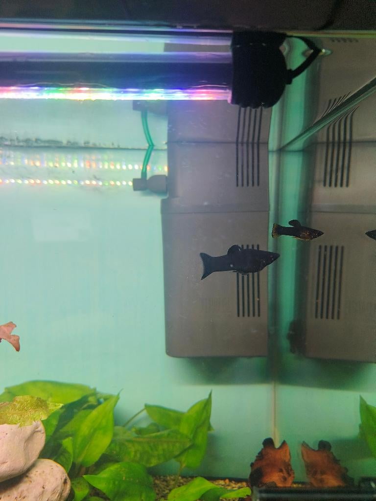 Black molly, Dieren en Toebehoren, Vissen | Aquariumvissen