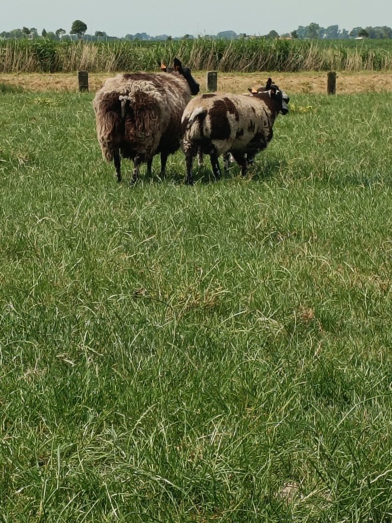 Baggerbonte ram, Dieren en Toebehoren, Schapen, Geiten en Varkens, Mannelijk, Schaap, 0 tot 2 jaar