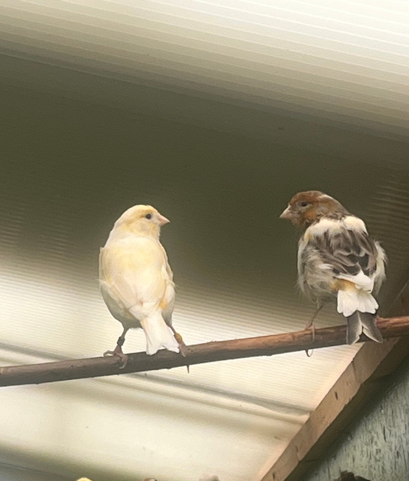 kanaries, Dieren en Toebehoren, Vogels | Kanaries