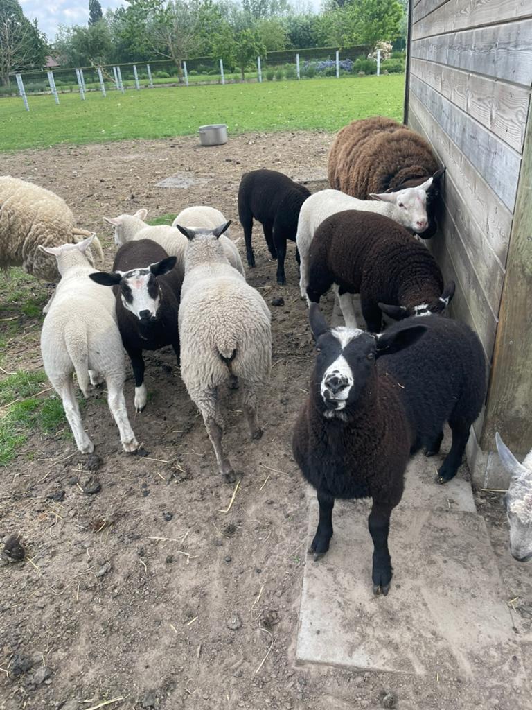 Schapen