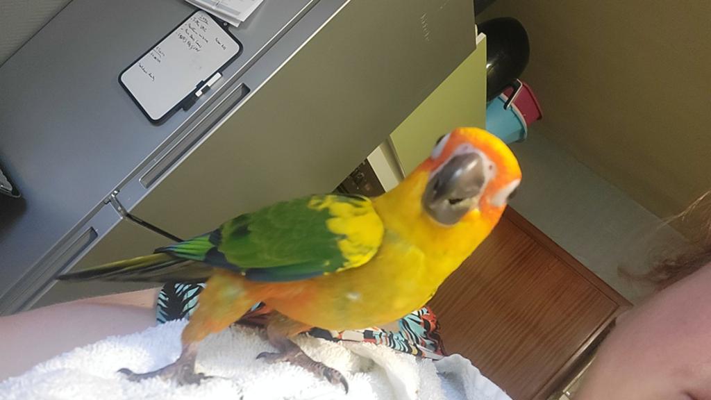 Conure soleil mâle  apprivoisé, Animaux & Accessoires, Mâle