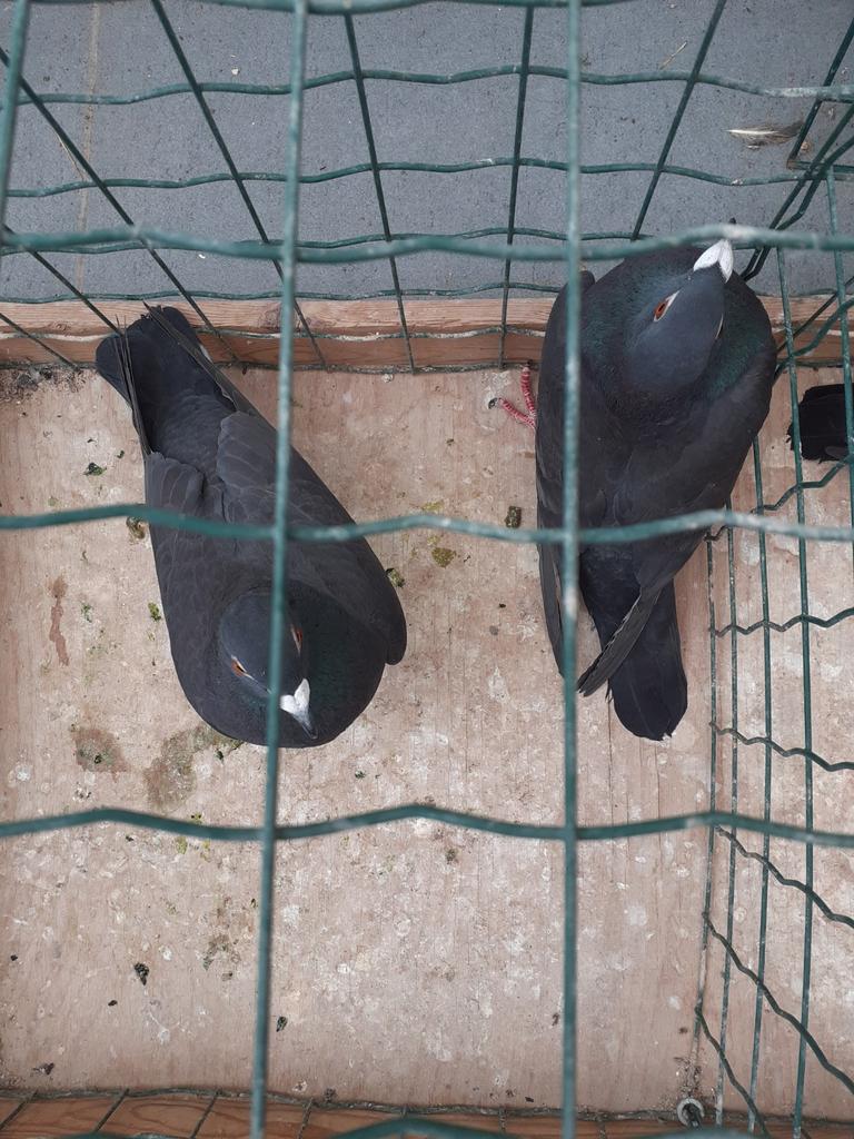 Kleurpostduiven duivinnen. 20 euro het stuk. Ook mannekes., Dieren en Toebehoren, Vogels | Duiven