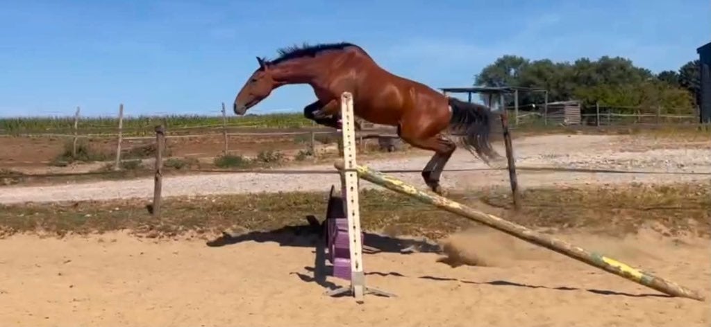 Poney de cso, Dieren en Toebehoren, Gechipt, B, Ruin, Springpony