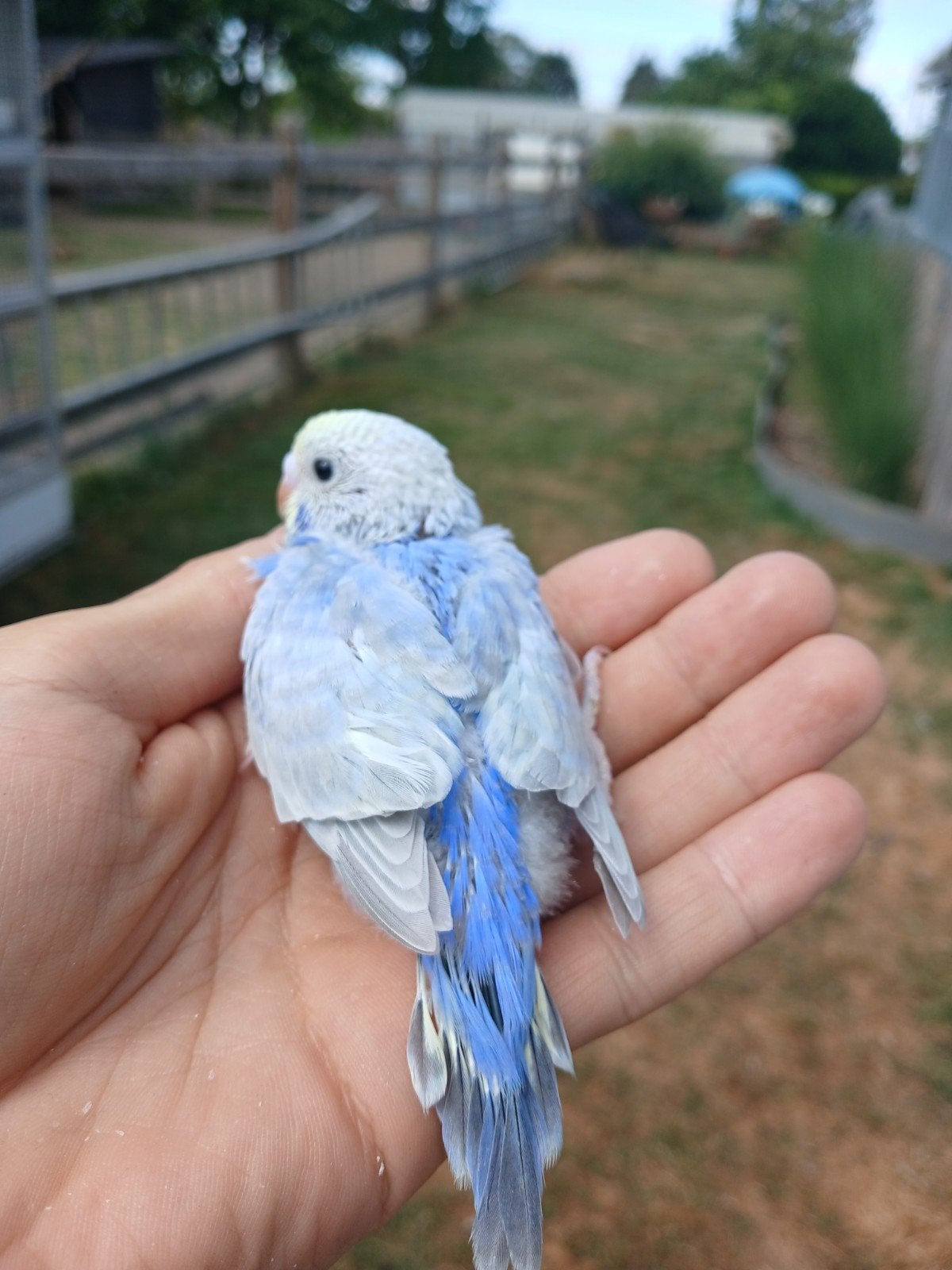 perruches arc-en-ciel, Animaux & Accessoires, Plusieurs animaux, Perruche, Bagué