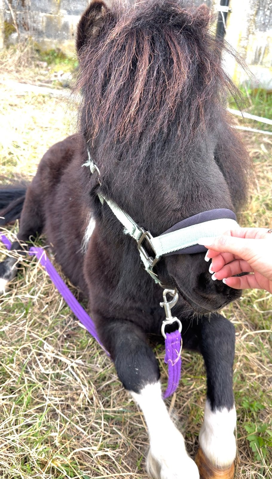 Hele lieve shetlander. Kinder proef, Dieren en Toebehoren, Paarden, Hengst, 3 tot 6 jaar, Met stamboom