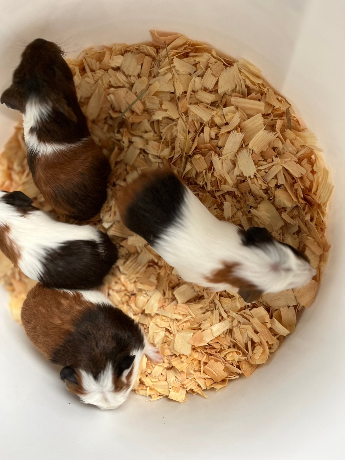 Leuke  cavia ‘s vrouwtjes en mannetjes in drie kleuren, Dieren en Toebehoren, Cavia, Meerdere dieren, Tam, September