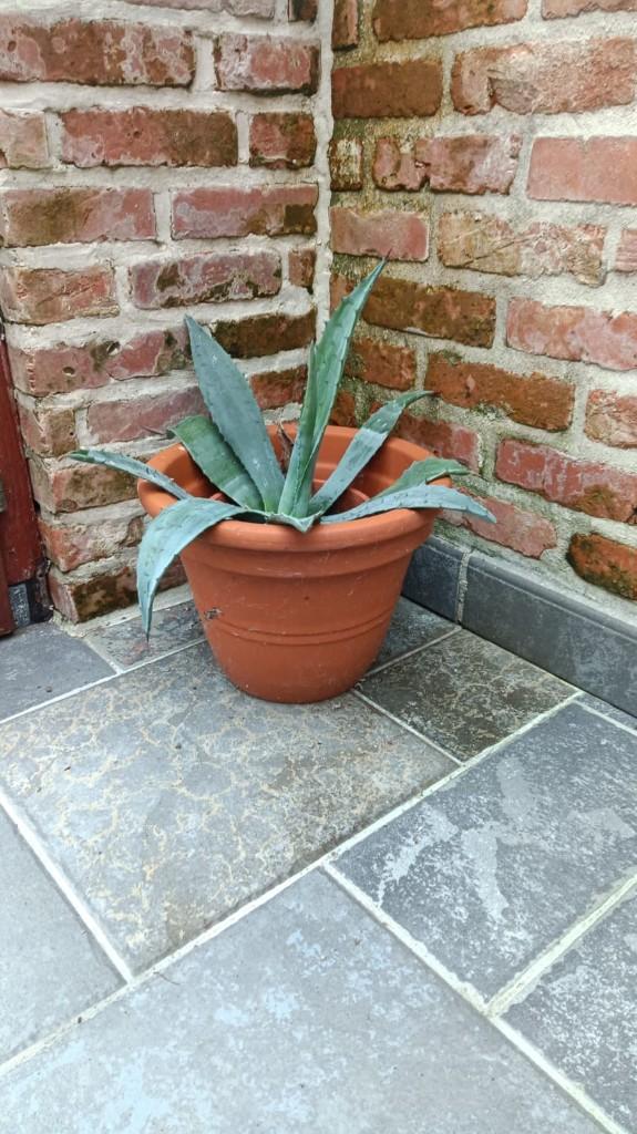 tropische binnen plant in lage terracotta pot, Huis en Inrichting, Kamerplanten, Ophalen, In pot, Minder dan 100 cm, Yucca