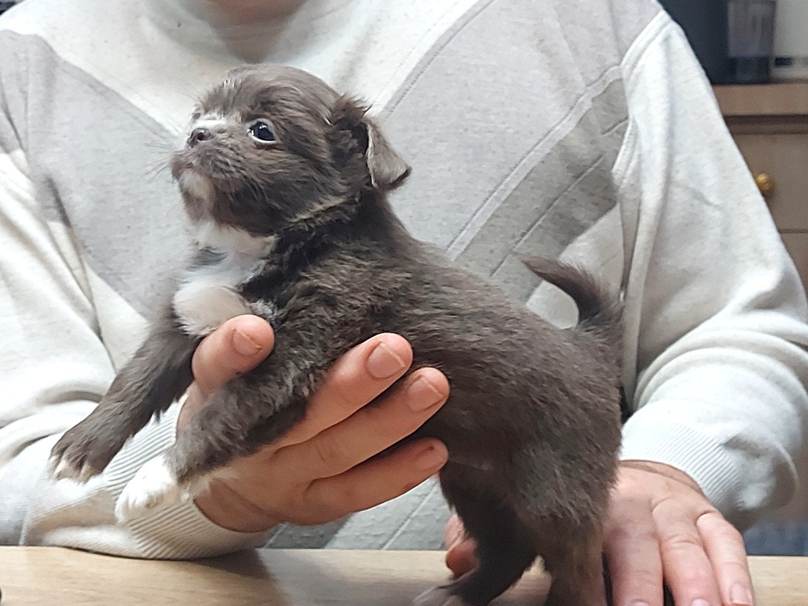 chihuahua puppy's, Dieren en Toebehoren, België, Fokker | Hobbymatig, Overige rassen, 8 tot 15 weken