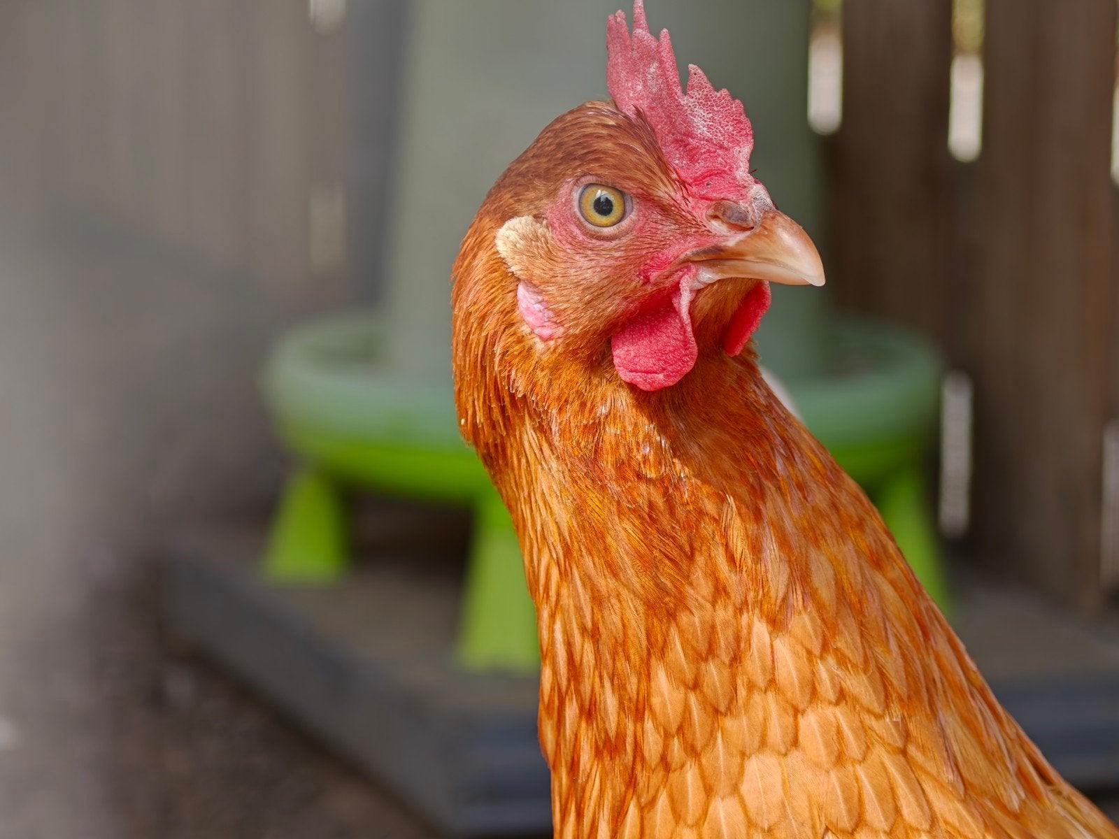 Gezonde jonge kip, Poule ou poulet