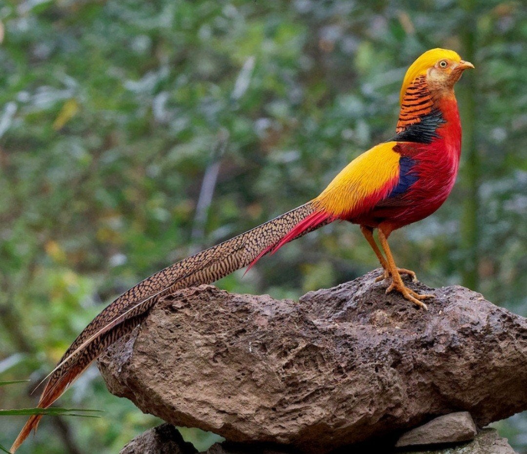 Kweekkoppel goudfazanten, Plusieurs animaux, Autres espèces