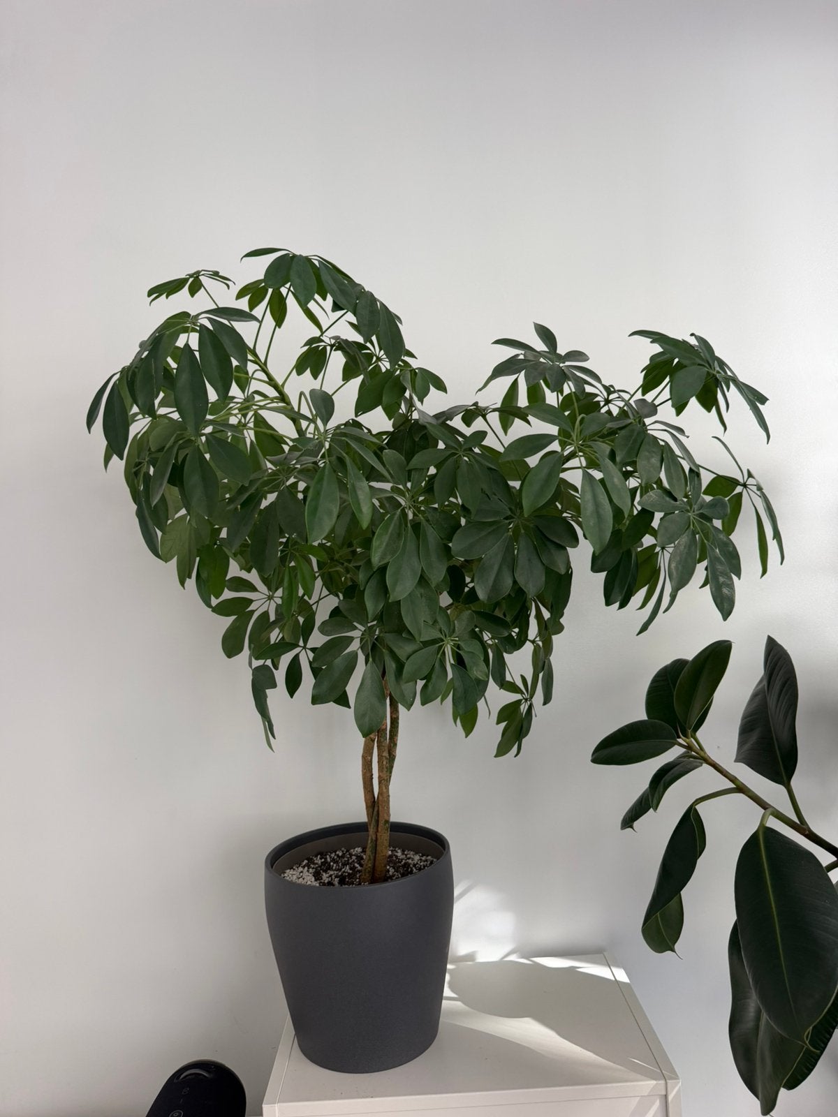 Schefflera arboricola, Ophalen