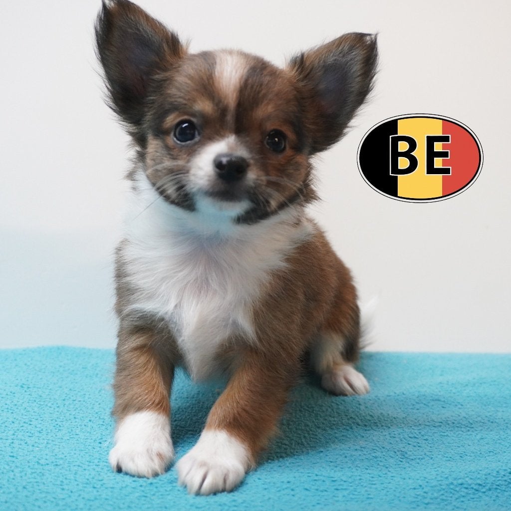 Chihuahua (poil long) chiots belges à vendre, Commerçant, Maladie de Carré (chiens), 8 à 15 semaines, Plusieurs