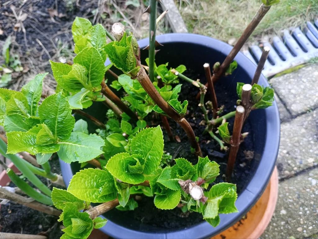 Hortensia een jarig planten, Ophalen