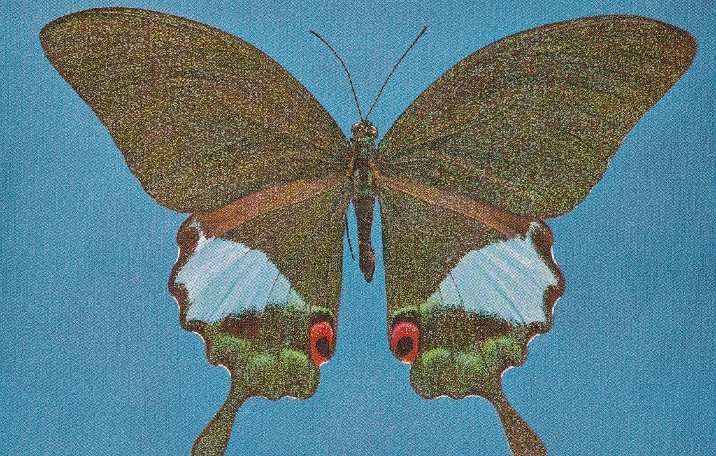 EXOTISCHE  VLINDER  uit  BORNEO, Verzenden, Ongelopen, Overige soorten