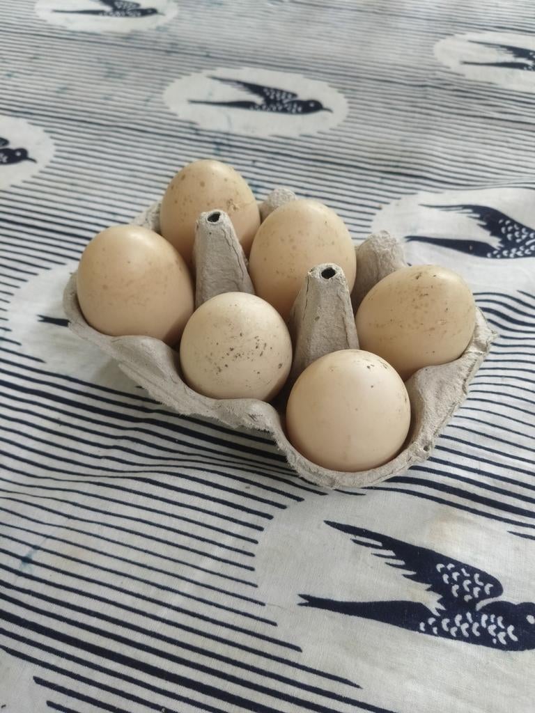 Œufs fécondés de canard de barbarie, Enlèvement